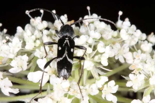 Chlorophorus sartor - Copyright Denis Bourgeois